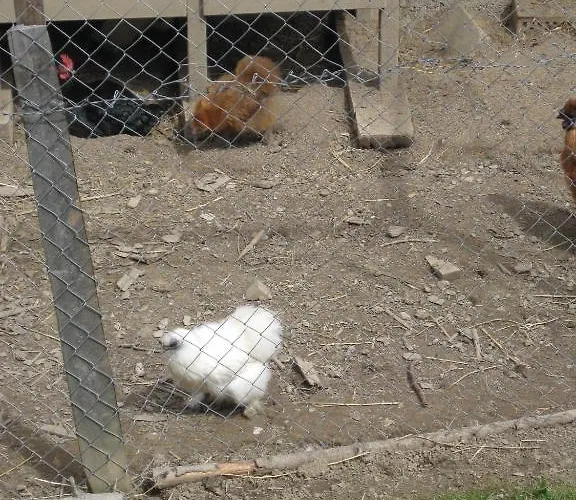 Bunderbach Alpehytte Adelboden